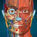Anatomy Learning   3D Anatomy MOD APK (Full Version Unlocked)